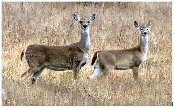 Whitetail Doe Hunt near Junction, Texas | Escondido Ranch