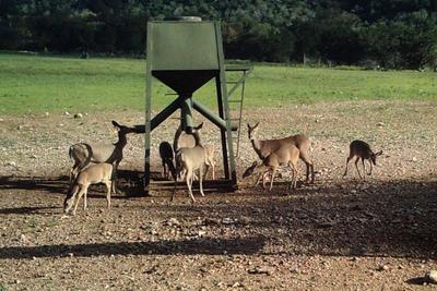 Whitetail Doe Hunt near Junction, Texas | Escondido Ranch