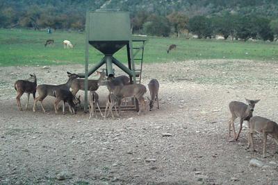 Whitetail Doe Hunt near Junction, Texas | Escondido Ranch